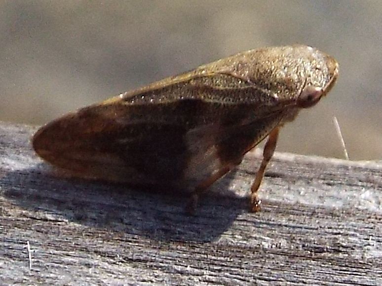 Cicadomorpha - Aphrophoridae: Aphrophora alni